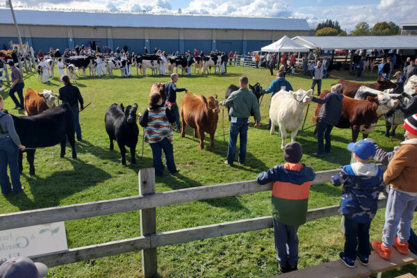 Elmvale Fall Fair Beef Show