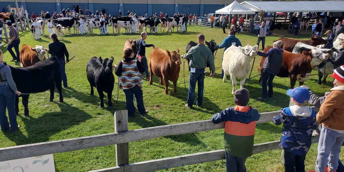 Elmvale Fall Fair Beef Show